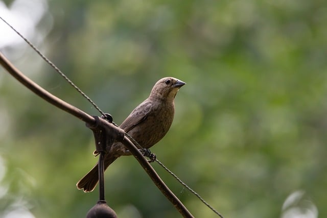 Free download cowbird perched wire brown free picture to be edited with GIMP free online image editor