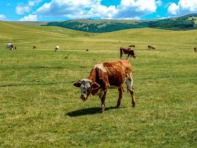 Free picture Cow Blue Sky White Cloud -  to be edited by GIMP free image editor by OffiDocs