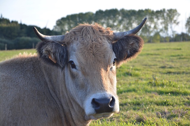 Free download cow bovids cattle ruminant female free picture to be edited with GIMP free online image editor