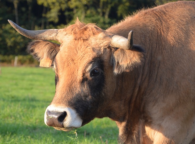 Free download cow bovids ruminant female free picture to be edited with GIMP free online image editor