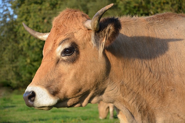 Free download cow bovids ruminant female profile free picture to be edited with GIMP free online image editor