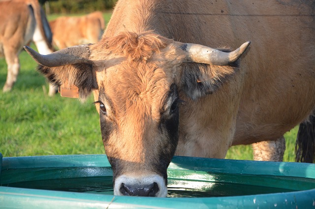 Free download cow bovids ruminant female trough free picture to be edited with GIMP free online image editor