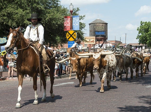 Bezpłatne pobieranie Cowboys Cattle Longhorn darmowy szablon zdjęć do edycji za pomocą internetowego edytora obrazów GIMP