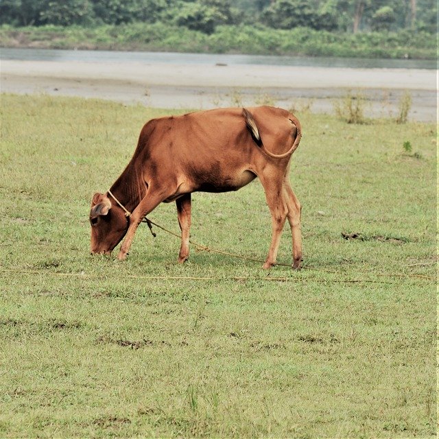 Free download Cow Brown Cattle -  free photo or picture to be edited with GIMP online image editor