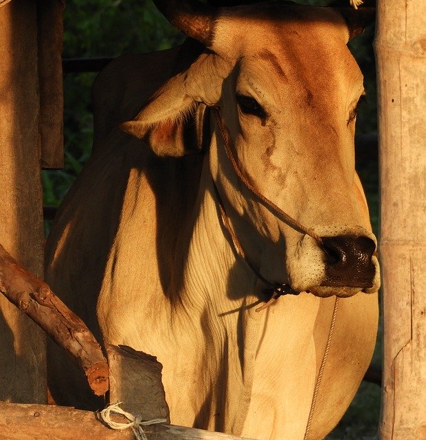 Free download Cow Brown Livestock -  free photo or picture to be edited with GIMP online image editor