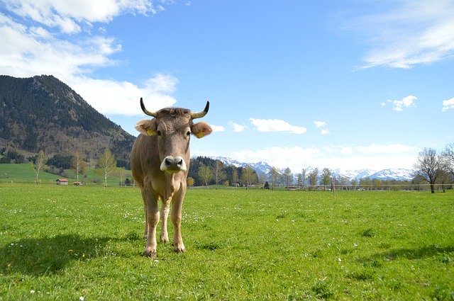 Free download Cow Brown Swiss Pasture -  free photo or picture to be edited with GIMP online image editor