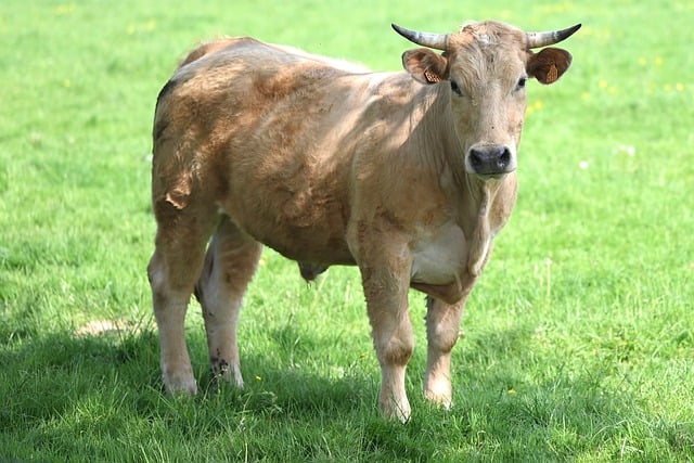 Free download cow bull animal nature cattle free picture to be edited with GIMP free online image editor