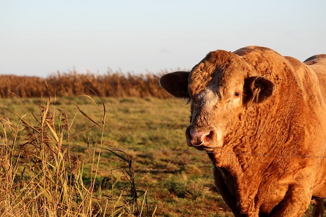 Free download cow bull animal nature pasture free picture to be edited with GIMP free online image editor