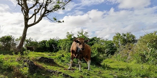 Descarga gratuita Cow Bull Farm: foto o imagen gratuita para editar con el editor de imágenes en línea GIMP