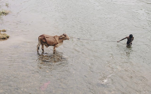 Free download cow bull livestock river rural free picture to be edited with GIMP free online image editor