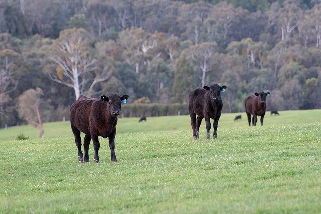 Free download Cow Calf Black Angus -  free photo or picture to be edited with GIMP online image editor