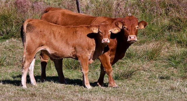 Free download Cow Calf Mammal -  free photo or picture to be edited with GIMP online image editor