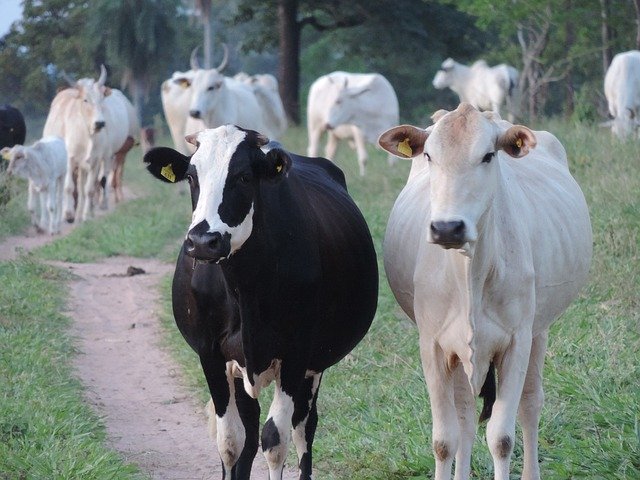 Bezpłatne pobieranie Cow Cattle Animal - bezpłatne zdjęcie lub obraz do edycji za pomocą internetowego edytora obrazów GIMP