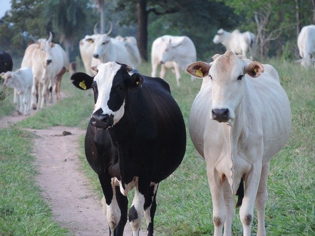 Téléchargement gratuit de Vache Bovins Animal - photo ou image gratuite à modifier avec l'éditeur d'images en ligne GIMP