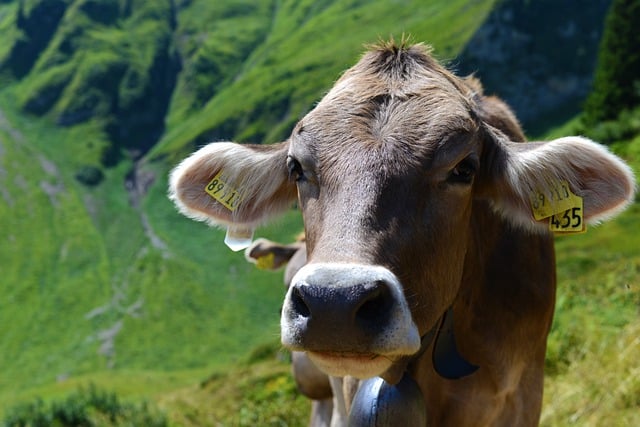 Free download cow cattle animal mammal free picture to be edited with GIMP free online image editor