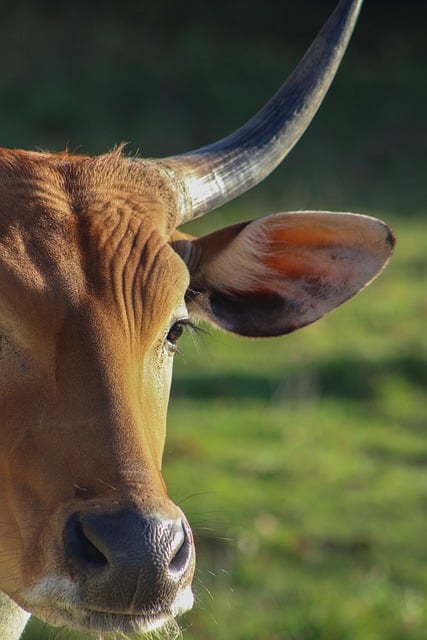 Baixe gratuitamente a imagem gratuita da fazenda de animais mamíferos de vaca, gado, para ser editada com o editor de imagens on-line gratuito do GIMP