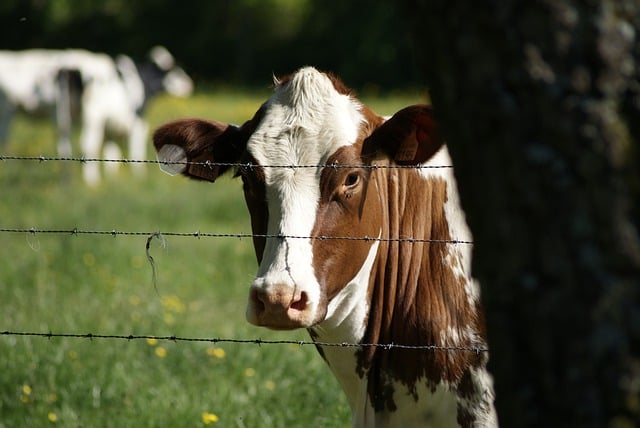 Free download cow cattle animal mammal livestock free picture to be edited with GIMP free online image editor