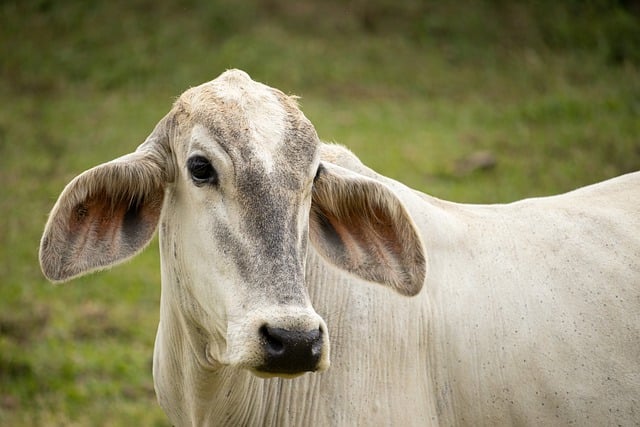 Free download cow cattle animal mammal nature free picture to be edited with GIMP free online image editor