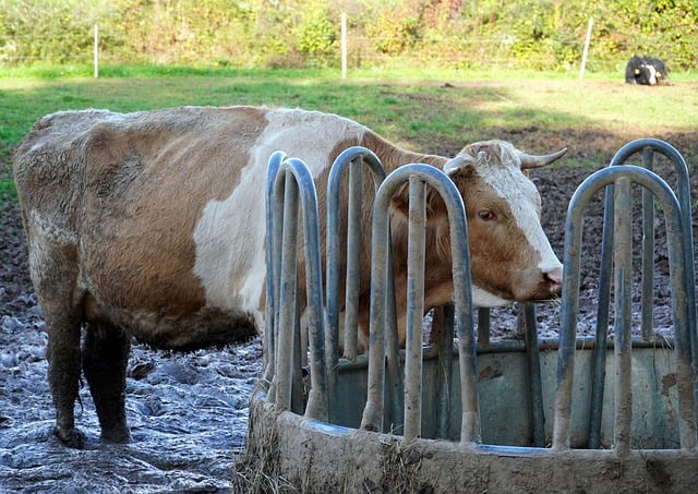 Free download cow cattle animal pasture free picture to be edited with GIMP free online image editor