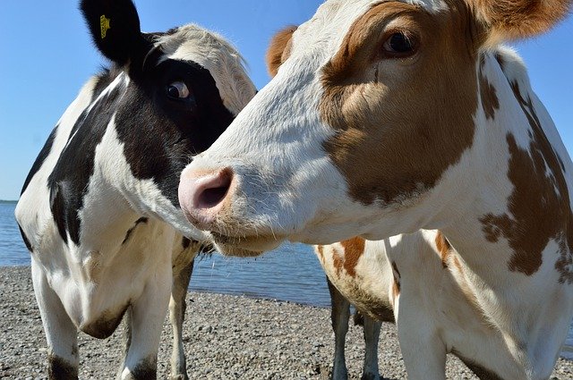 Descarga gratuita Cow Cattle Animals - foto o imagen gratuita para editar con el editor de imágenes en línea GIMP
