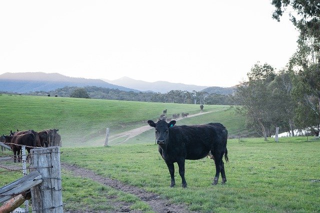 Free download Cow Cattle Black Angus -  free photo or picture to be edited with GIMP online image editor