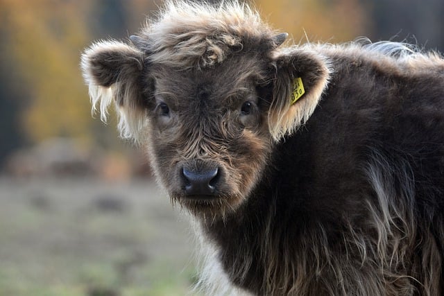 Free download cow cattle breeding agriculture free picture to be edited with GIMP free online image editor