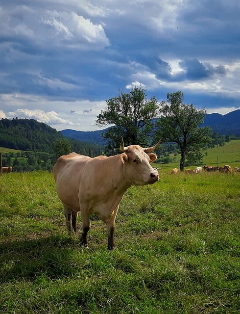 Free download cow cattle bull animal mammal free picture to be edited with GIMP free online image editor