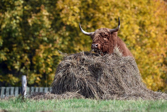 Free download cow cattle bull ox bullock free picture to be edited with GIMP free online image editor