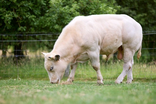Free download cow cattle bull young white graze free picture to be edited with GIMP free online image editor