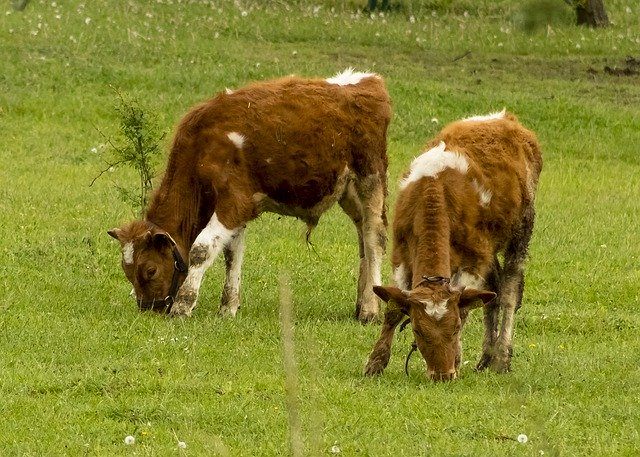 Descarga gratuita Cow Cattle Cows - foto o imagen gratuita para editar con el editor de imágenes en línea GIMP