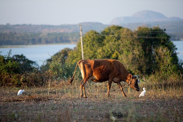 Free download cow cattle farm grass animal free picture to be edited with GIMP free online image editor