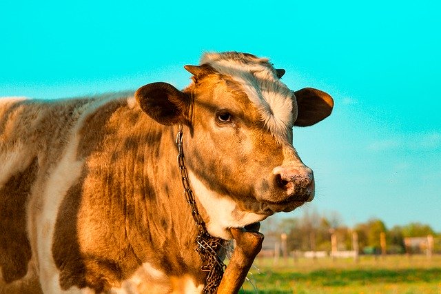 Free download Cow Cattle Holding -  free photo or picture to be edited with GIMP online image editor