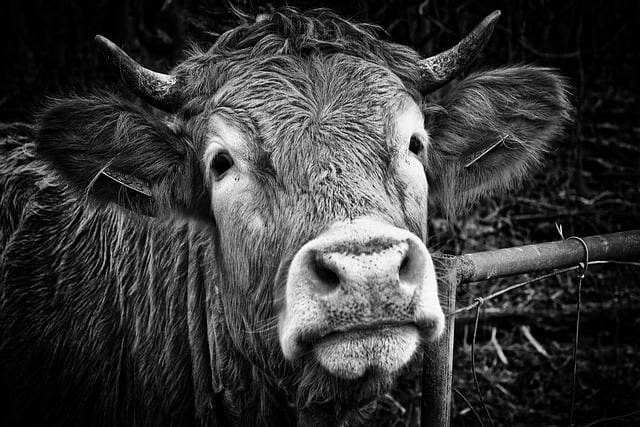 Free download cow cattle livestock farm animal free picture to be edited with GIMP free online image editor