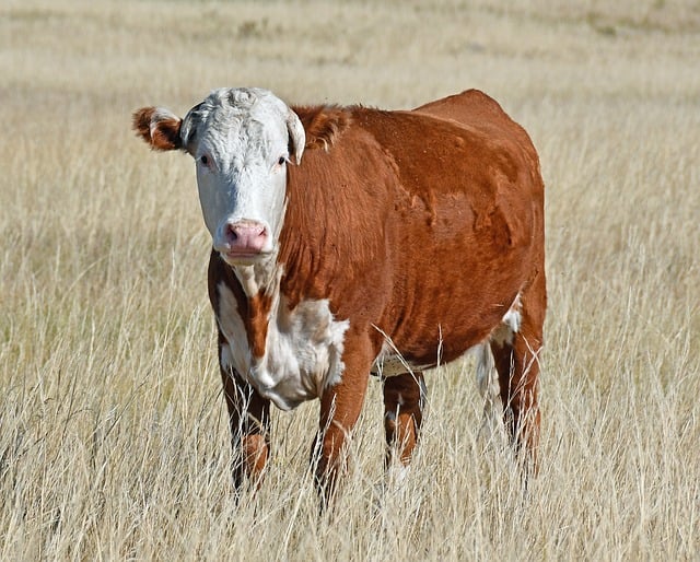 Free download cow cattle nature animal livestock free picture to be edited with GIMP free online image editor