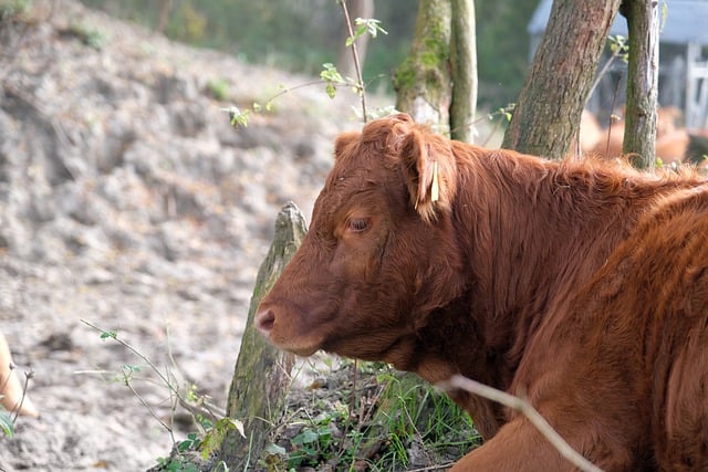 GIMP ücretsiz çevrimiçi resim düzenleyiciyle düzenlenecek ücretsiz indir inek sığır mera çayır hayvanı ücretsiz resmi