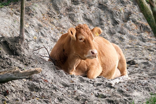 Téléchargement gratuit d'une image gratuite d'animaux de ferme se baignant dans le sable de vaches et de bovins à modifier avec l'éditeur d'images en ligne gratuit GIMP
