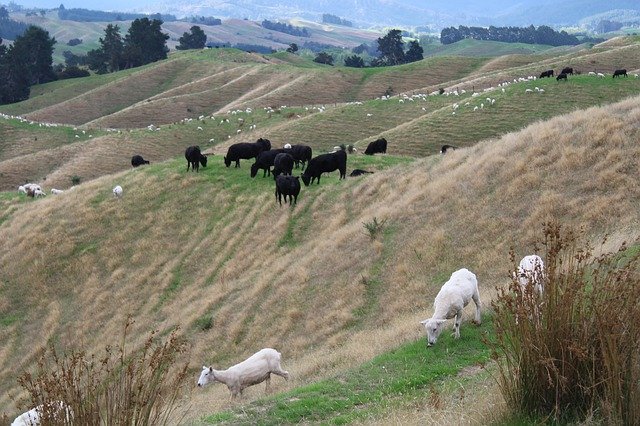 Descarga gratuita Cow Cows Sheep - foto o imagen gratuita para editar con el editor de imágenes en línea GIMP