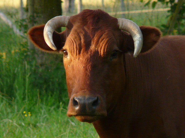 Free download cow domestic cattle beef free picture to be edited with GIMP free online image editor