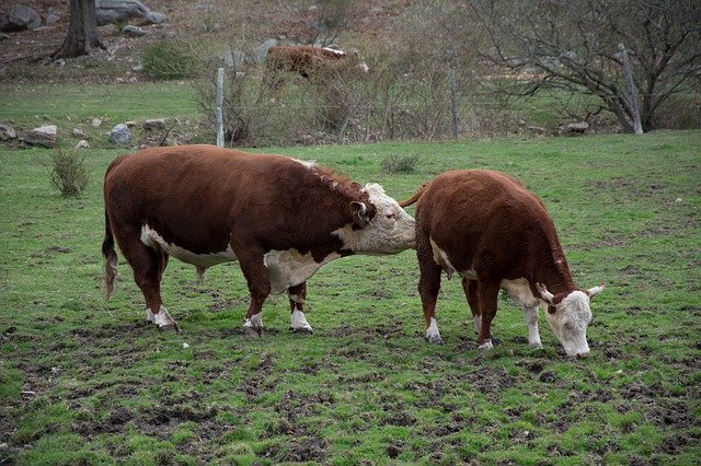 Free download Cow Farm Animal -  free photo or picture to be edited with GIMP online image editor