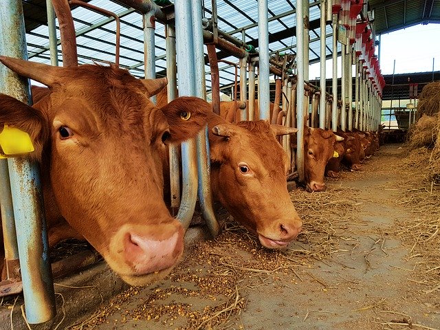 Descărcare gratuită Cow Farm Livestock - fotografie sau imagini gratuite pentru a fi editate cu editorul de imagini online GIMP
