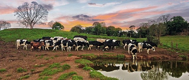 Unduh gratis Cow Farm Nature - foto atau gambar gratis untuk diedit dengan editor gambar online GIMP
