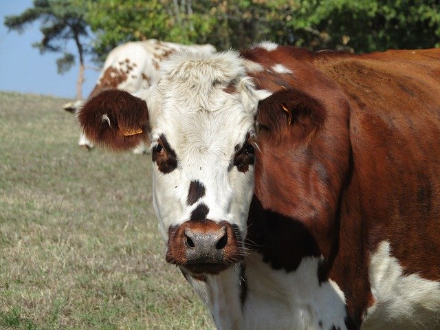 Muat turun percuma Cow Field Fields - foto atau gambar percuma untuk diedit dengan editor imej dalam talian GIMP