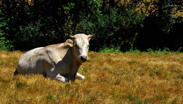 دانلود رایگان Cow Field Grass - عکس یا عکس رایگان برای ویرایش با ویرایشگر تصویر آنلاین GIMP