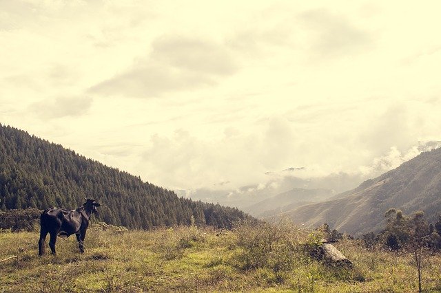 ดาวน์โหลดฟรี Cow Field Landscape - ภาพถ่ายหรือรูปภาพฟรีที่จะแก้ไขด้วยโปรแกรมแก้ไขรูปภาพออนไลน์ GIMP