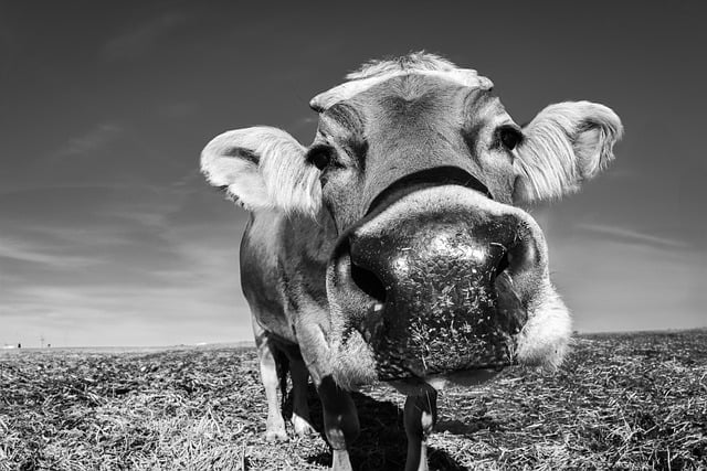 Free download cow field outdoors fisheye lens free picture to be edited with GIMP free online image editor