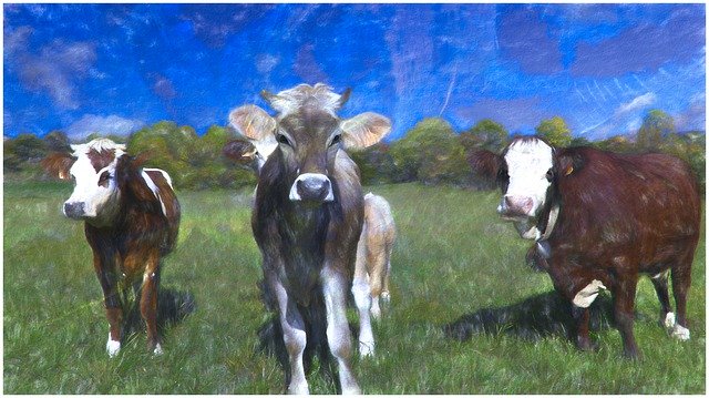 Free download Cow Field Table -  free illustration to be edited with GIMP free online image editor