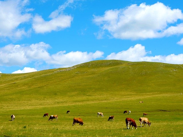 Download gratuito Cow Grassland Blue Sky White - foto o immagine gratuita da modificare con l'editor di immagini online di GIMP