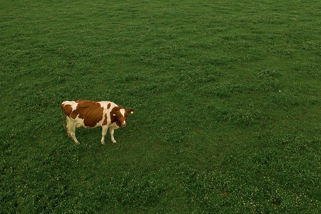 Descărcare gratuită Cow Grass Swiss Milk - fotografie sau imagini gratuite pentru a fi editate cu editorul de imagini online GIMP