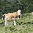 Cow growing on the farm  screen for extension Chrome web store in OffiDocs Chromium