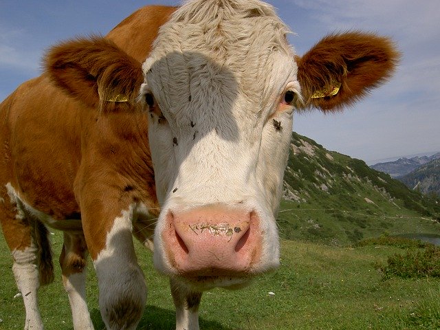 Muat turun percuma Cow Head Brown - foto atau gambar percuma percuma untuk diedit dengan editor imej dalam talian GIMP